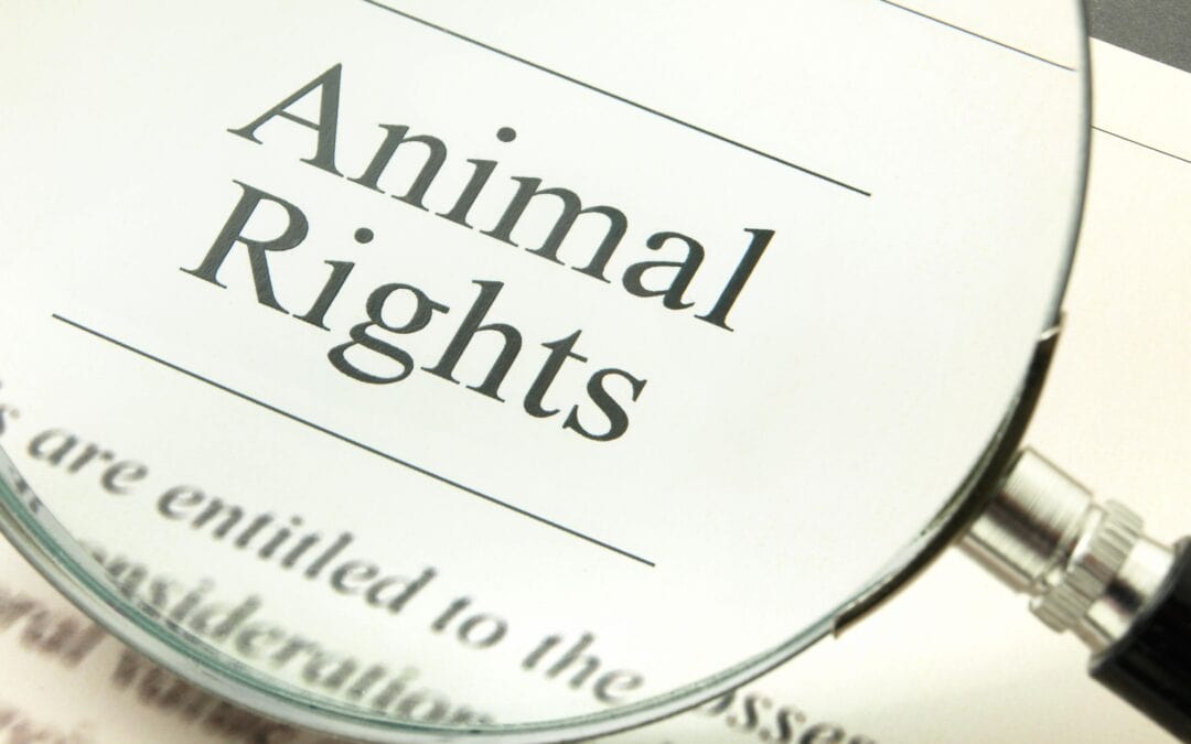 A New 2025 Study Proves The Significance of Trauma – What This Means For Groomers