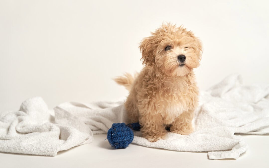 7 Common Questions Dog Owners Ask About Dog Grooming Services