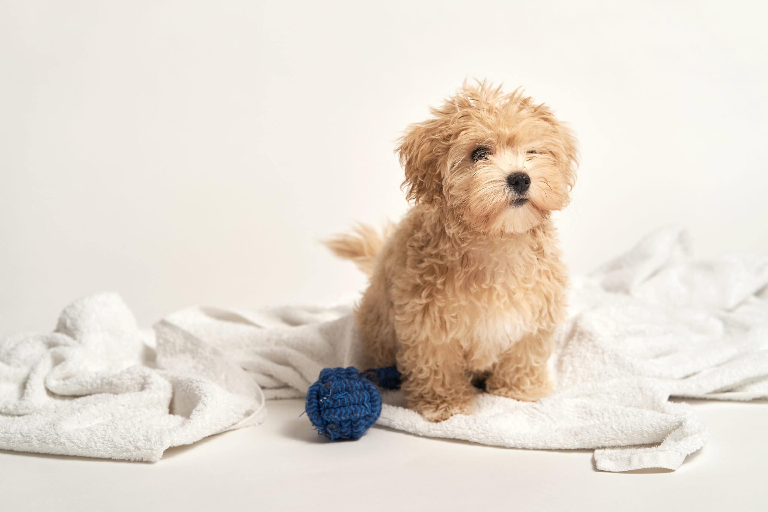 Little wet puppy sitting on a towel after a bath.