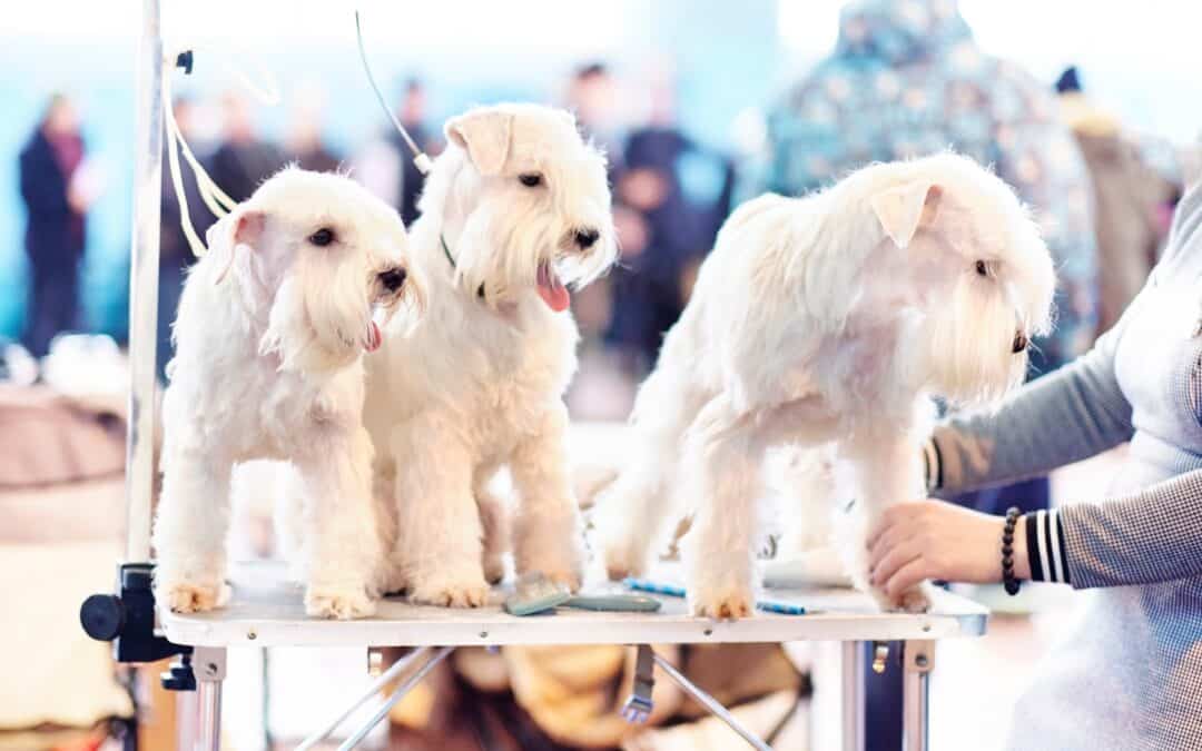 Redefining Excellence: The Welfare Debate Within Grooming Competitions