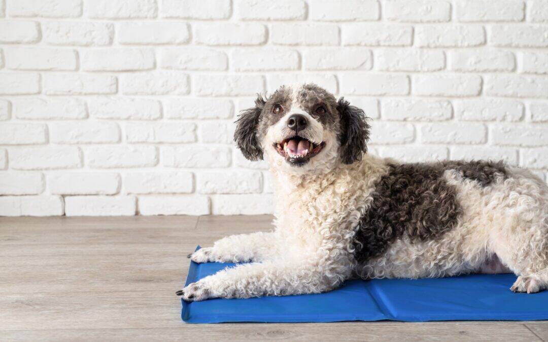 3 Dangerous Grooming Myths That Are Harming Dogs: What Science Really Says