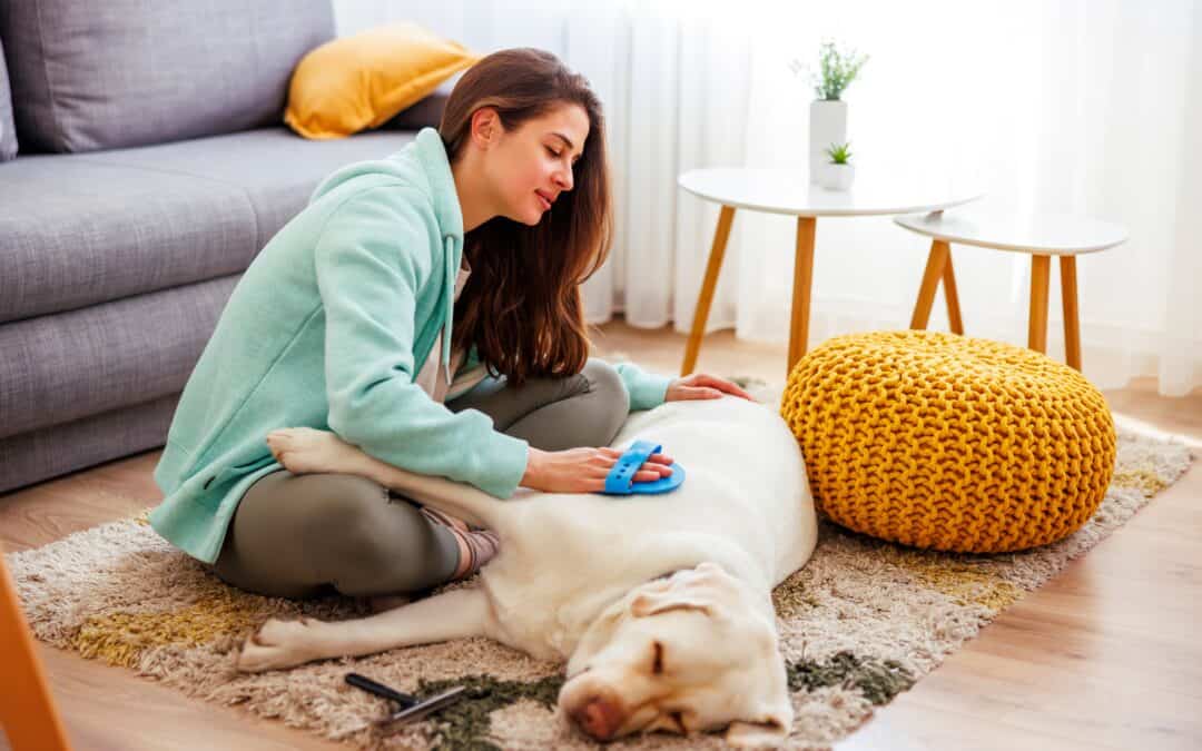 How to Create a Low-Stress Grooming Environment for Anxious Dogs: 5 Science-Based Tips