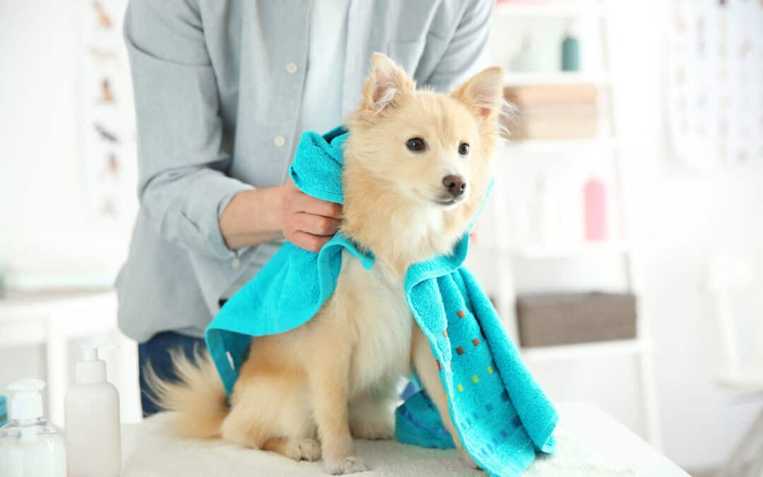 Why I Would NEVER Use Drying Cabinets: The Science Behind Safer Dog Drying Methods