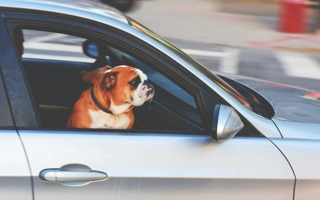 Traveling Safely with Your Dog: UK Law, Legislation, and Low-Stress Journeys