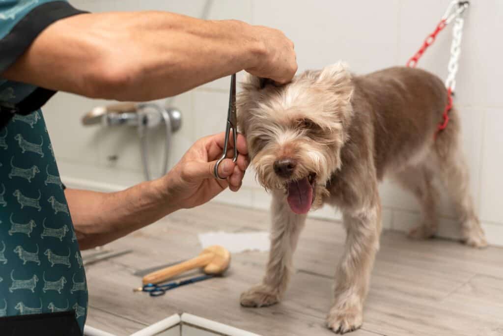 Dog cowers at groomer on the grooming table.