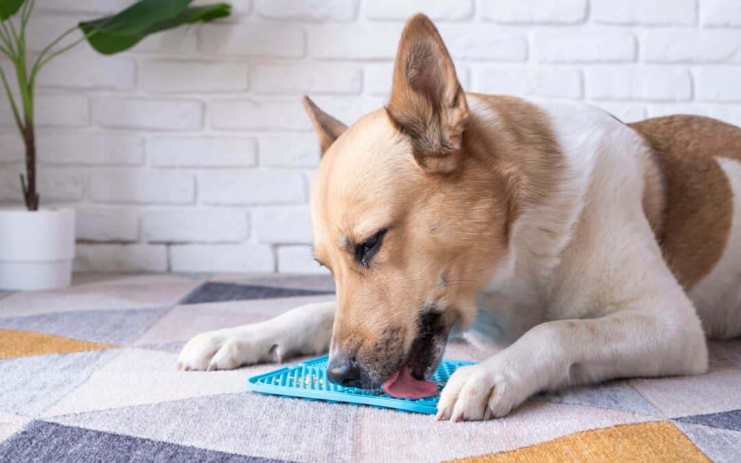 How To Set Up Your Home For Low-Stress Grooming Success