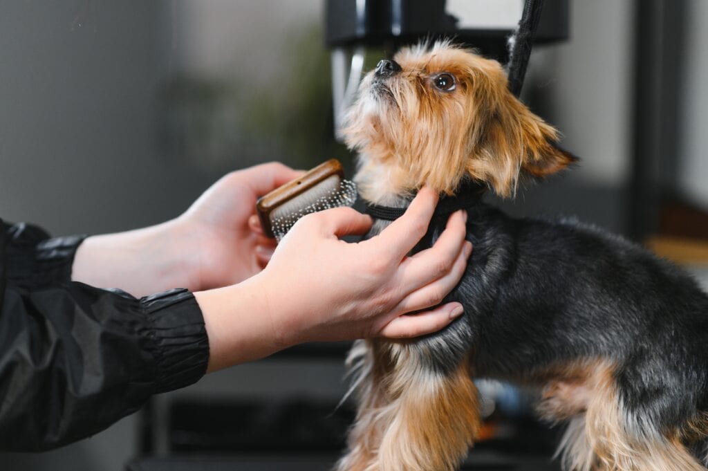 Identifying and Understanding Dog Stress Signals During Grooming ...