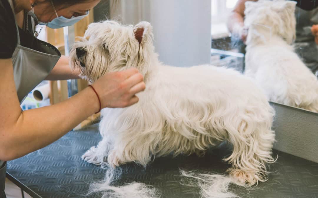 Stop De-matting Dogs – Choosing Welfare Over Vanity
