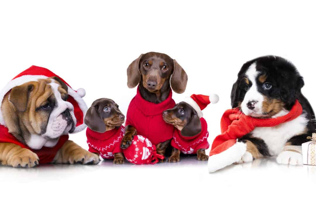 Keeping Dogs Calm and Safe at Christmas – A Quick Guide for Doting Dog Carers