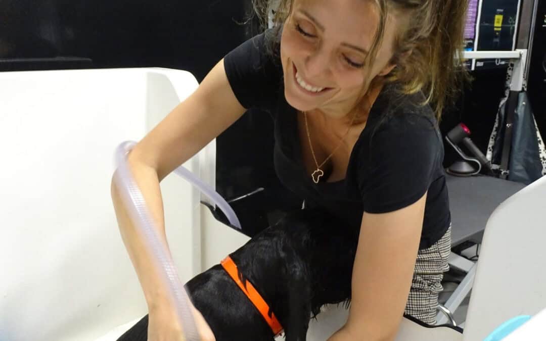 Why Does My Dog Stink? The Science (and Solutions) Behind Canine Odour