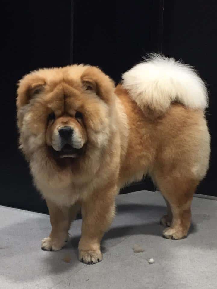 Chow Chow standing in the grooming salon after his holistic grooming session with Stephanie Zikmann