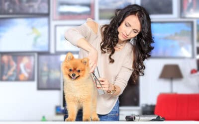 Why Time Restraints Risk Safety In Grooming Environments