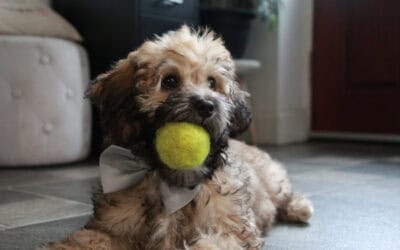 When To Start Grooming A Puppy and How To Do It Right