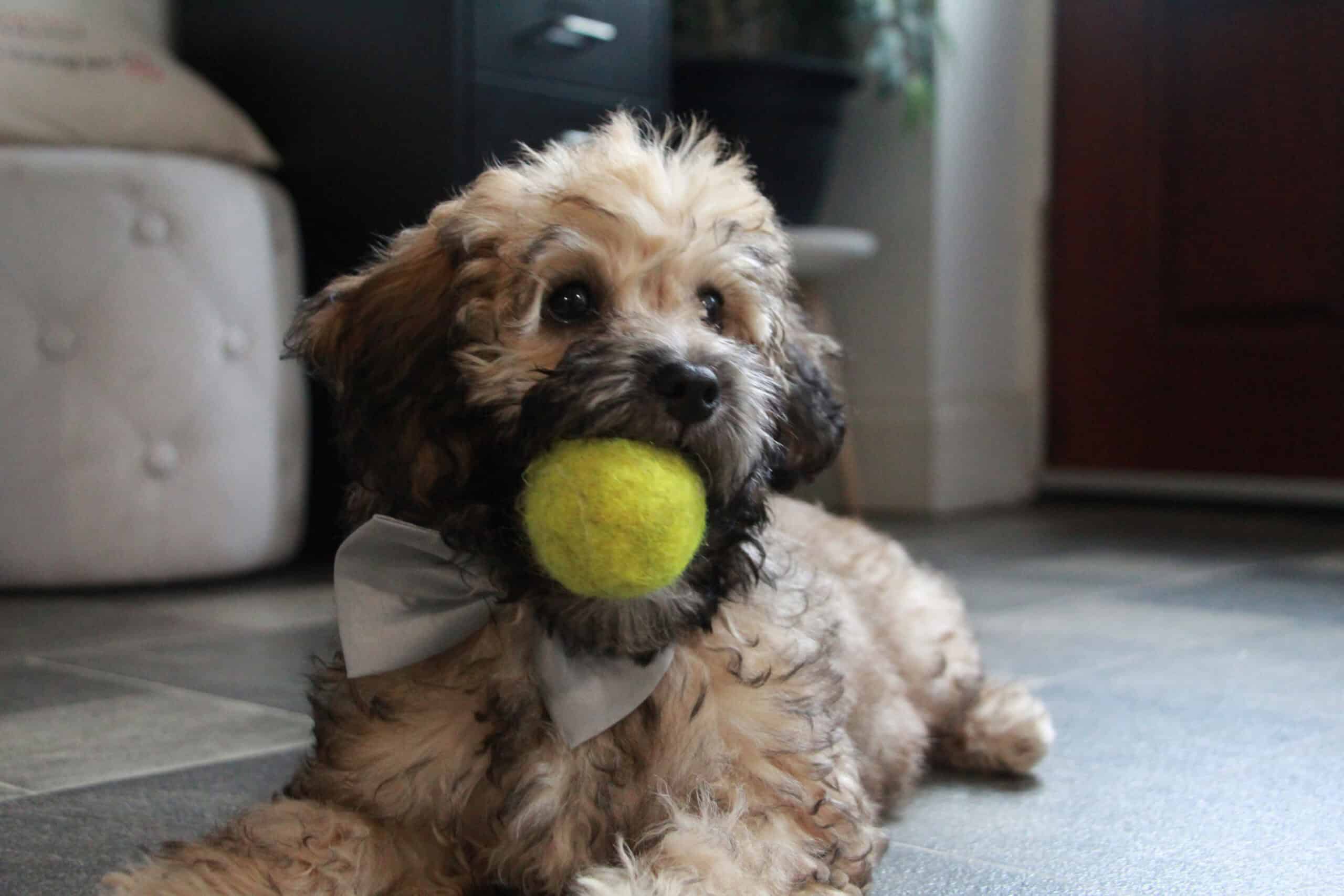 A great way to reinforce training of the grooming process is to engage in playtime afterwards since studies have shown play can help memory retention.