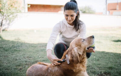 3 Easy Steps To Start Achieving Low-Stress Grooming Sessions at Home