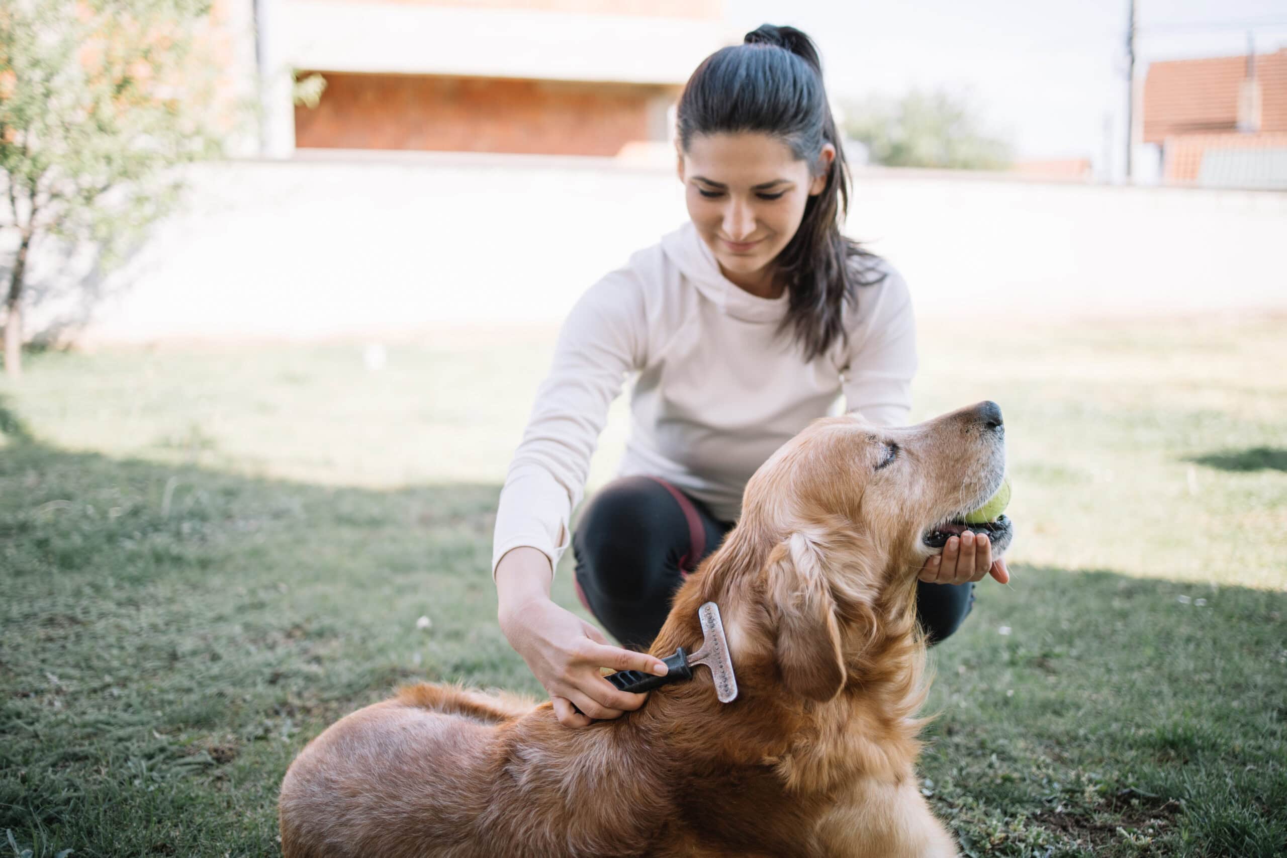 Gentle brush retriever outdoors
