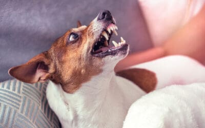 Aggression in Dogs – What You’re Really Seeing in the Grooming Room