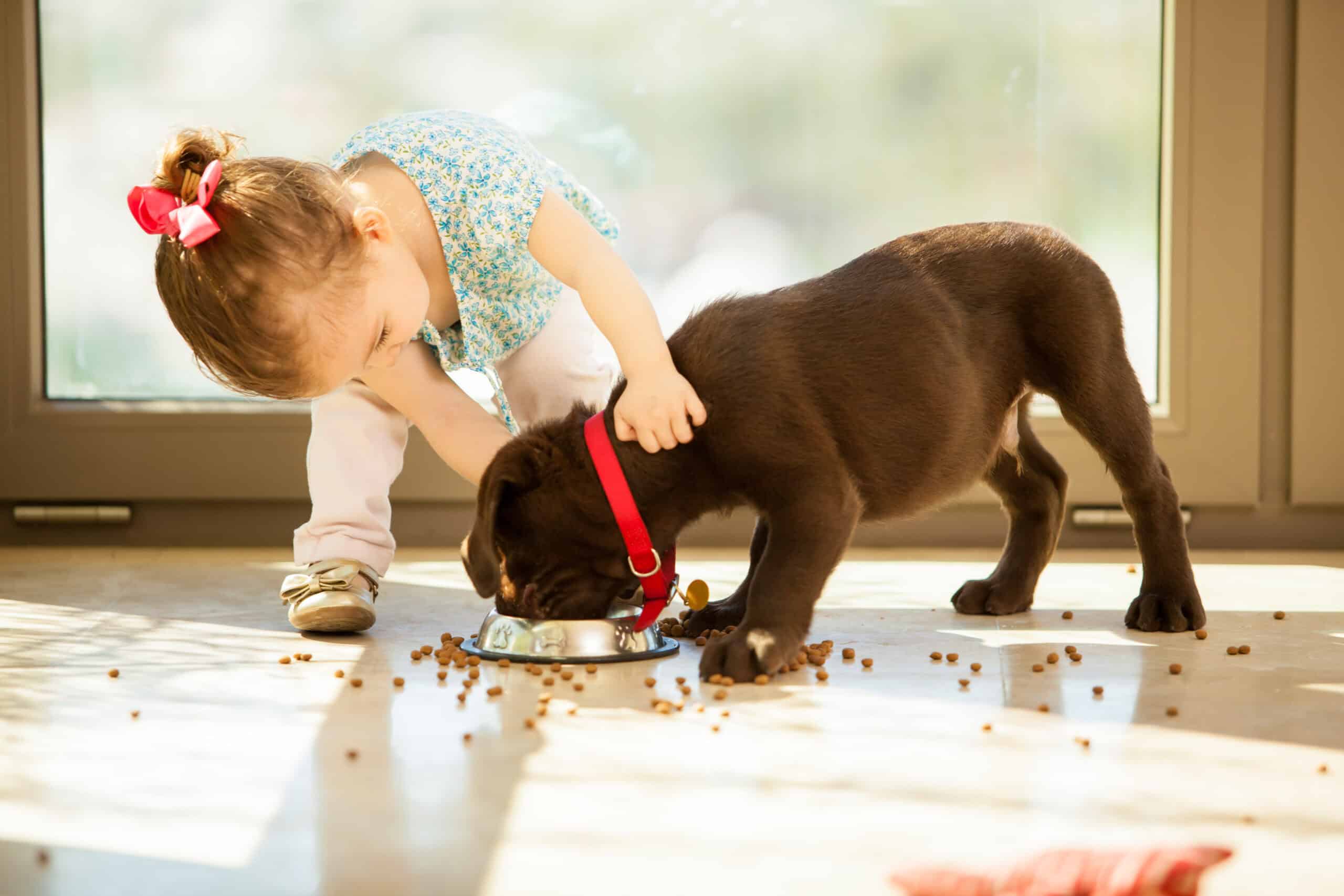 child interrupting a dog during dinner time. food aggression and resource guarding behaviours