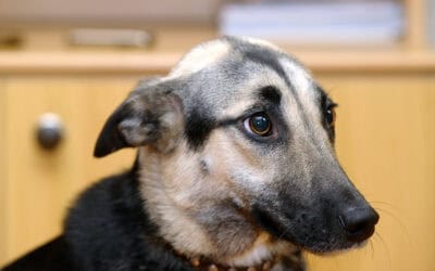 Bridging Grooming, Behaviour and Welfare Science Through The ABWGF
