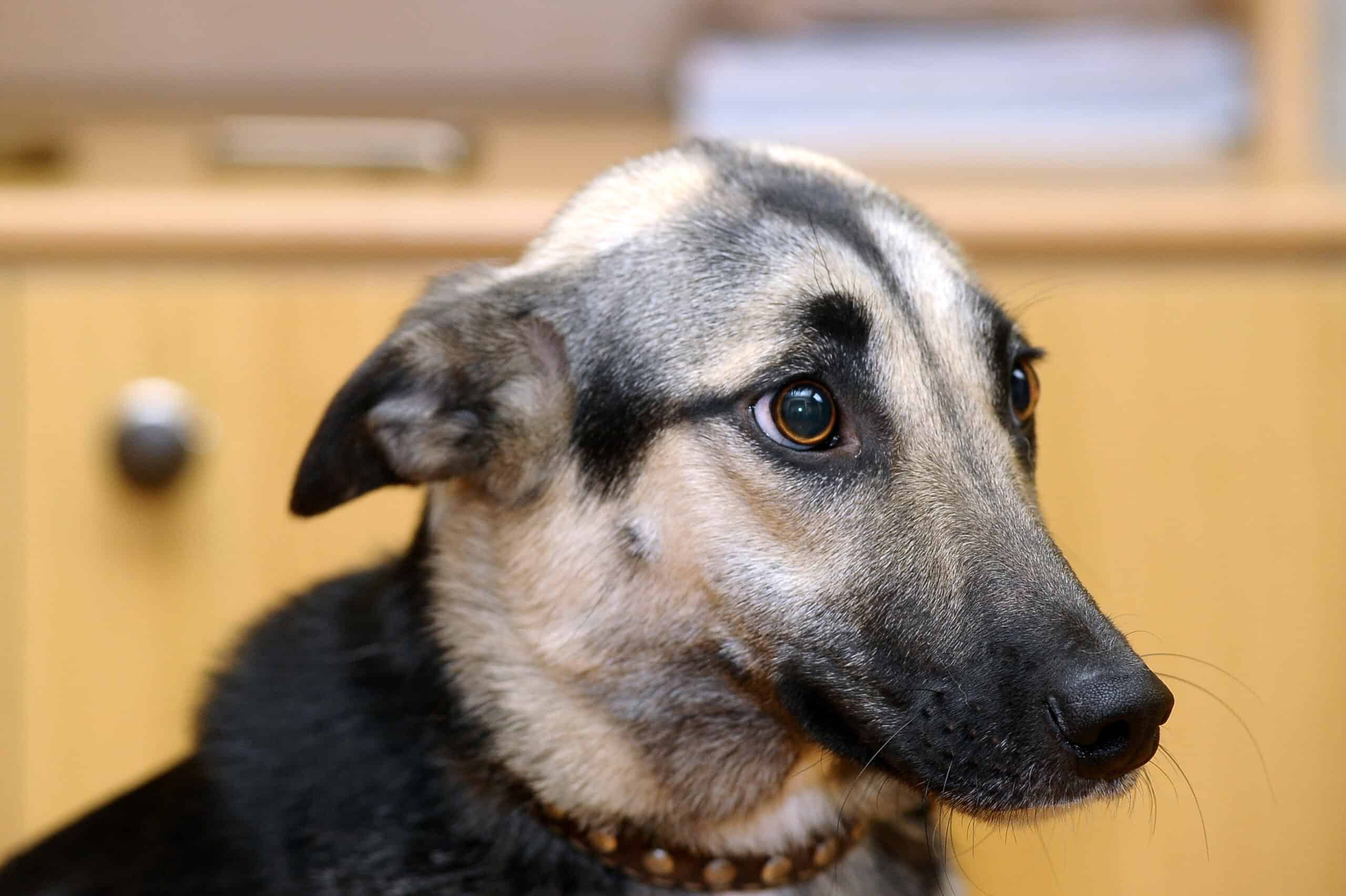 Signs a dog is stressed with grooming - stressed dog