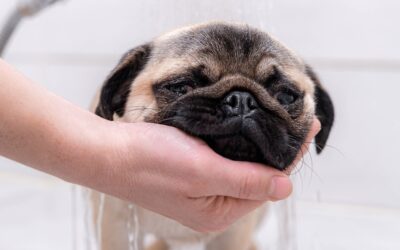 Age, Welfare & Special Needs in Holistic Dog Grooming