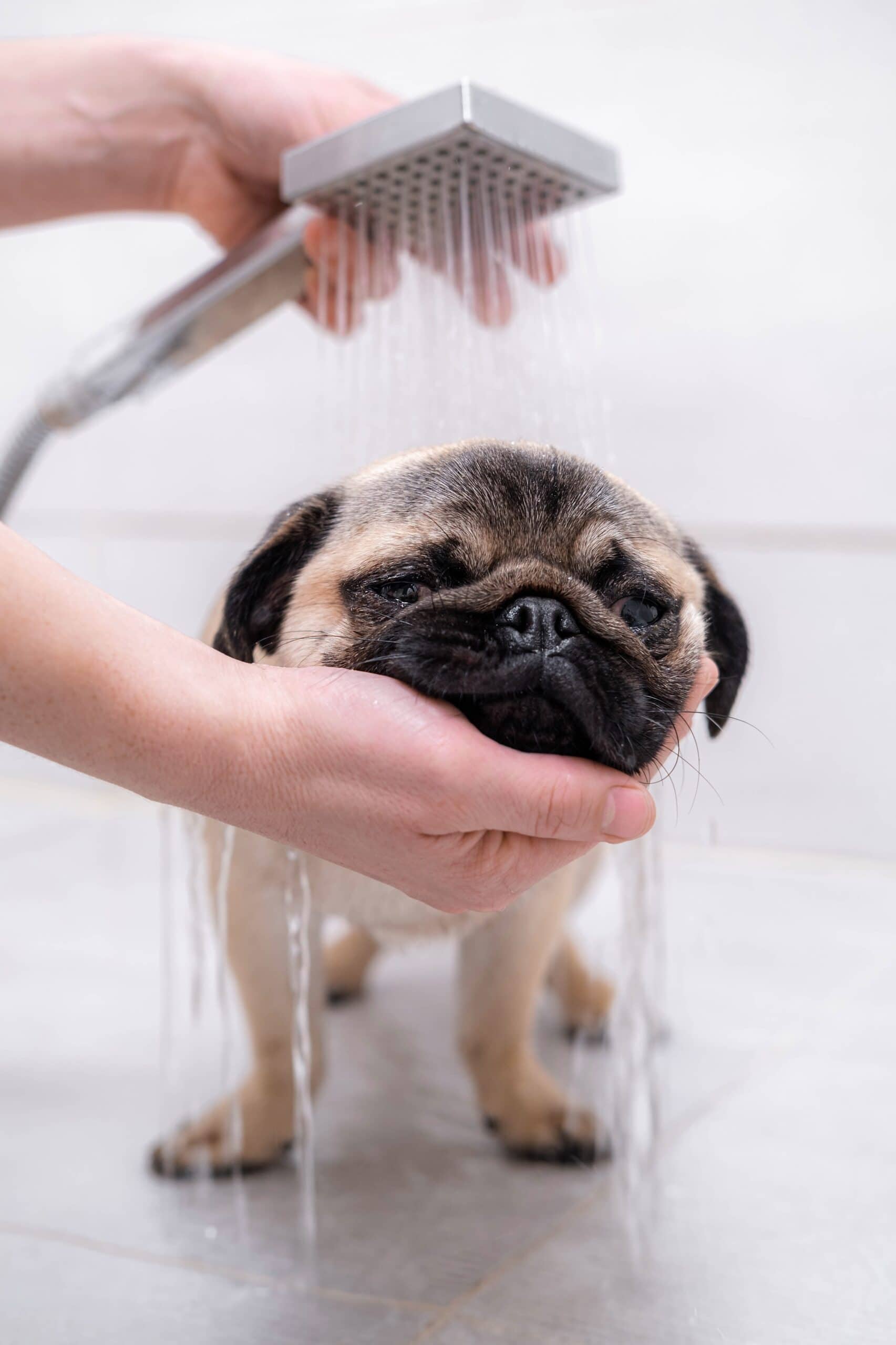 age, welfare and special needs in holistic dog grooming protocol