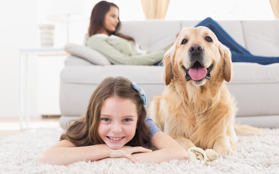 How to “Child Proof” Your Grooming Environment for Dogs