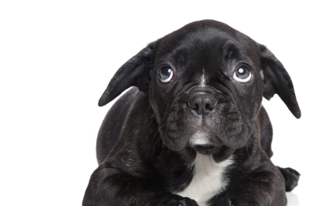 What Dogs Learn At Their First Professional Grooming Appointment