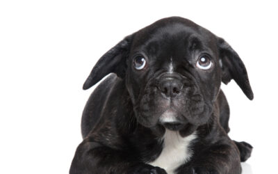 What Dogs Learn At Their First Professional Grooming Appointment