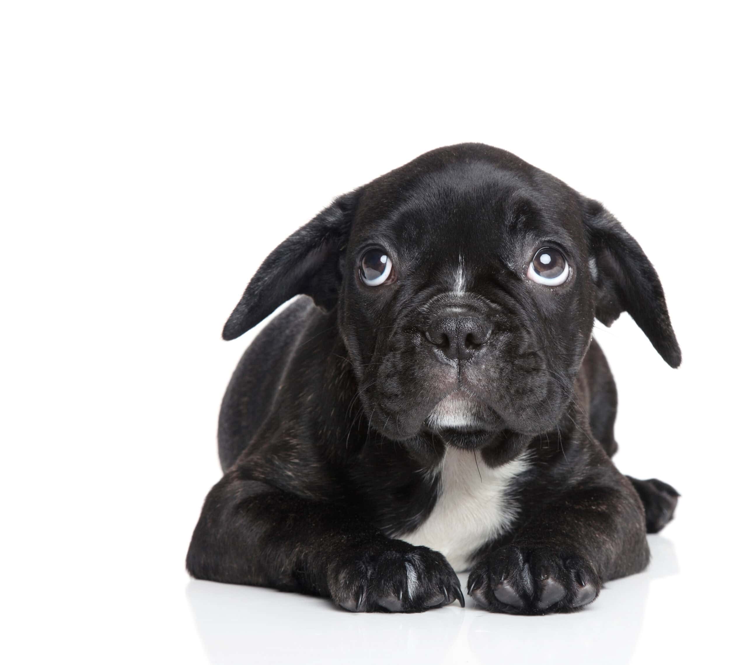 A frightened black Pug puppy looking up at the camera