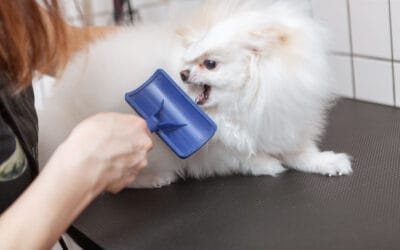 Why Some Dogs Suddenly “Hate” Grooming