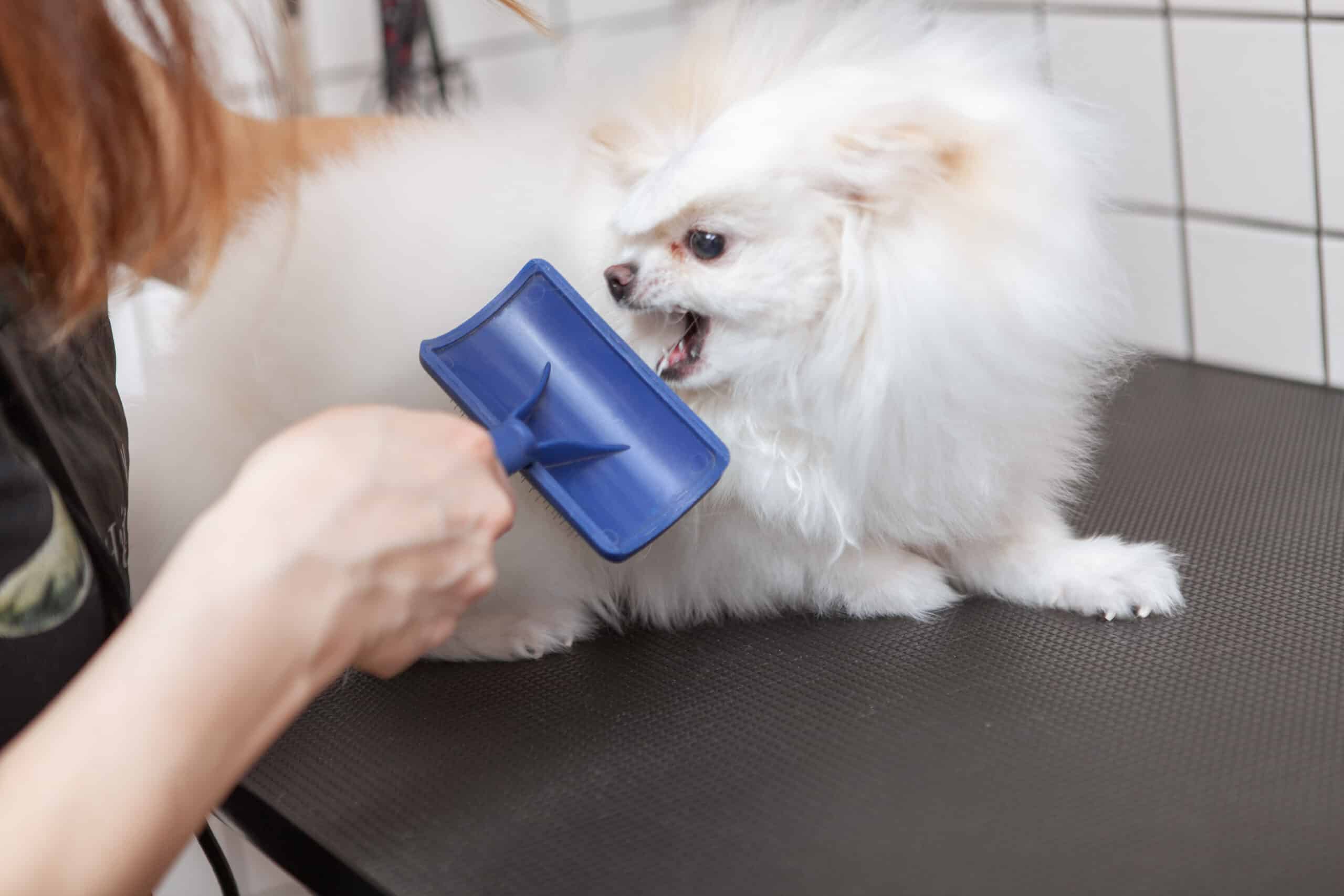 White Pomeranian dog snaps at groomer with brush