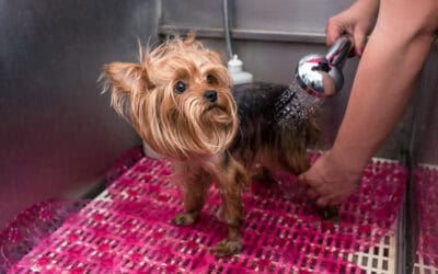 Why Words Matter More Than Their Literal Meaning When Working With Dogs