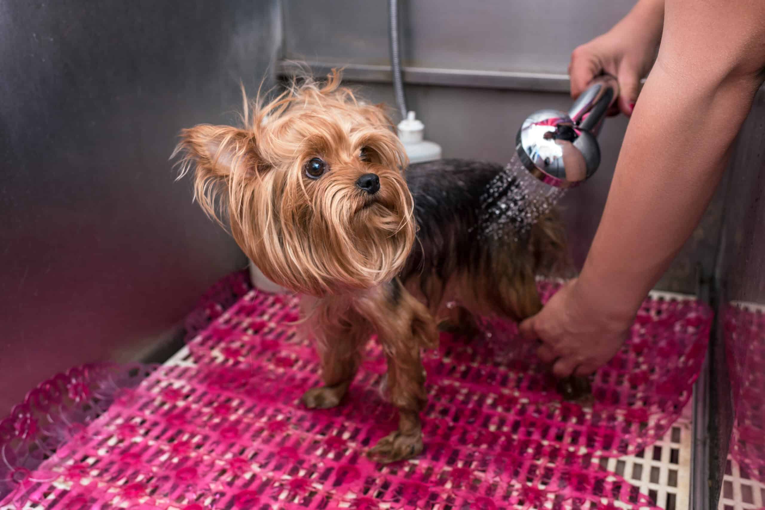 Yorkshire terrier is apprehensive of being. bathed