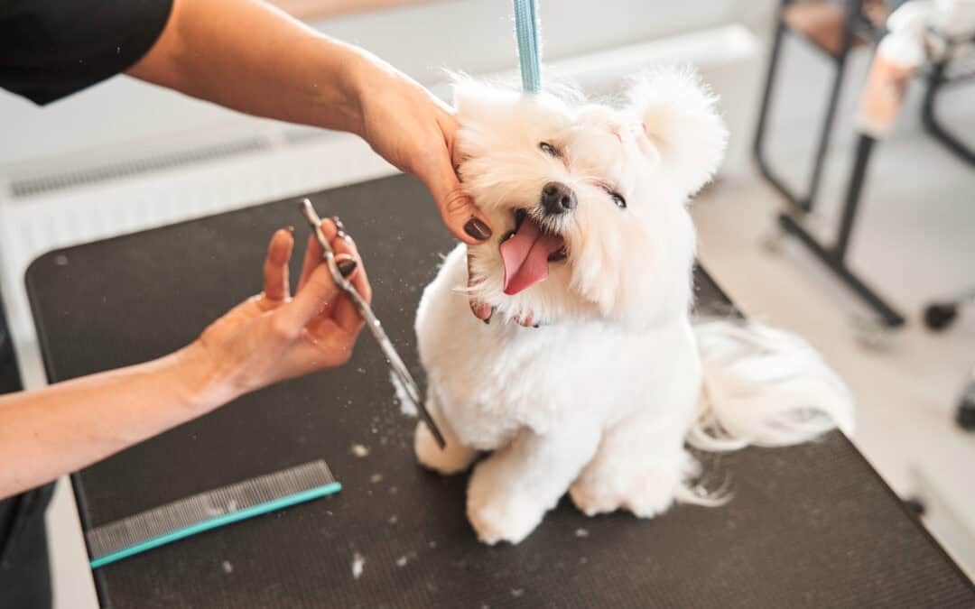 What Dog Training Can Teach Us About Grooming And Why It Matters