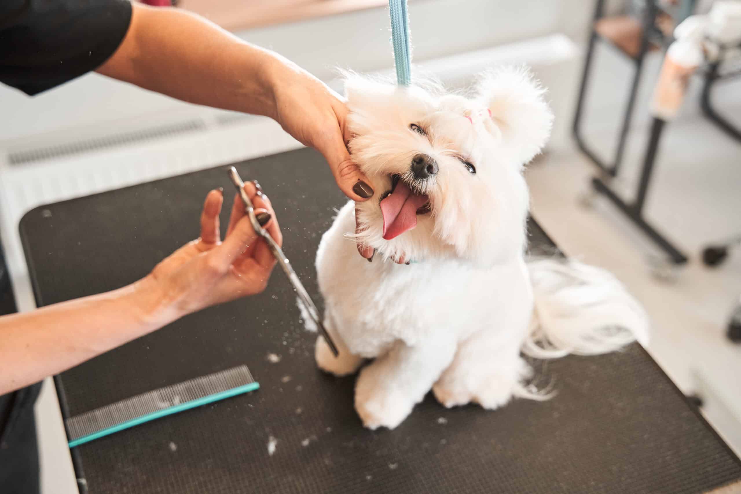 Conventional groomer performs a chin hold on a stressed Maltese during a grooming session