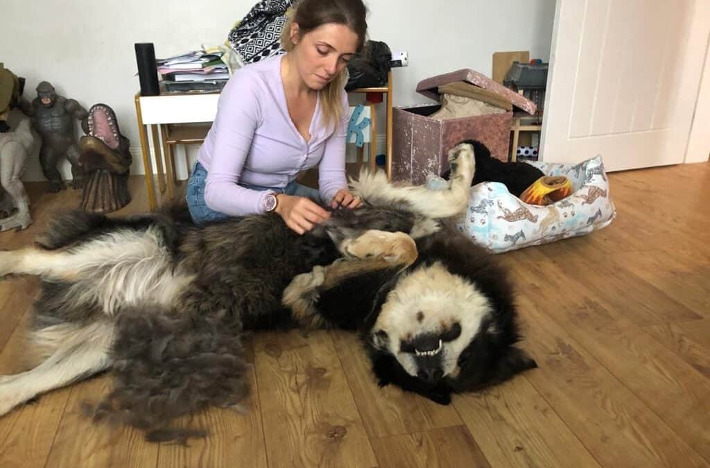 Why Dog Owners Should Learn Grooming Basics for Their Dog