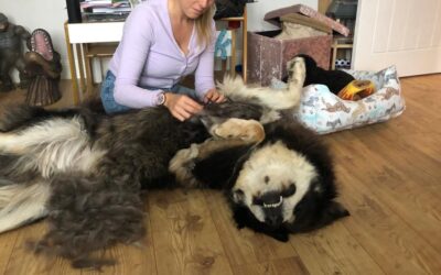 Why Dog Owners Should Learn Grooming Basics for Their Dog