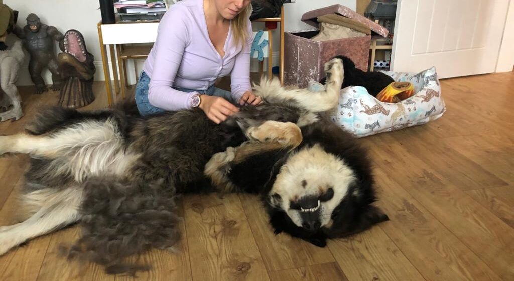 Stephanie Zikmann grooms a very relaxed Tibetan Mastiff on the floor