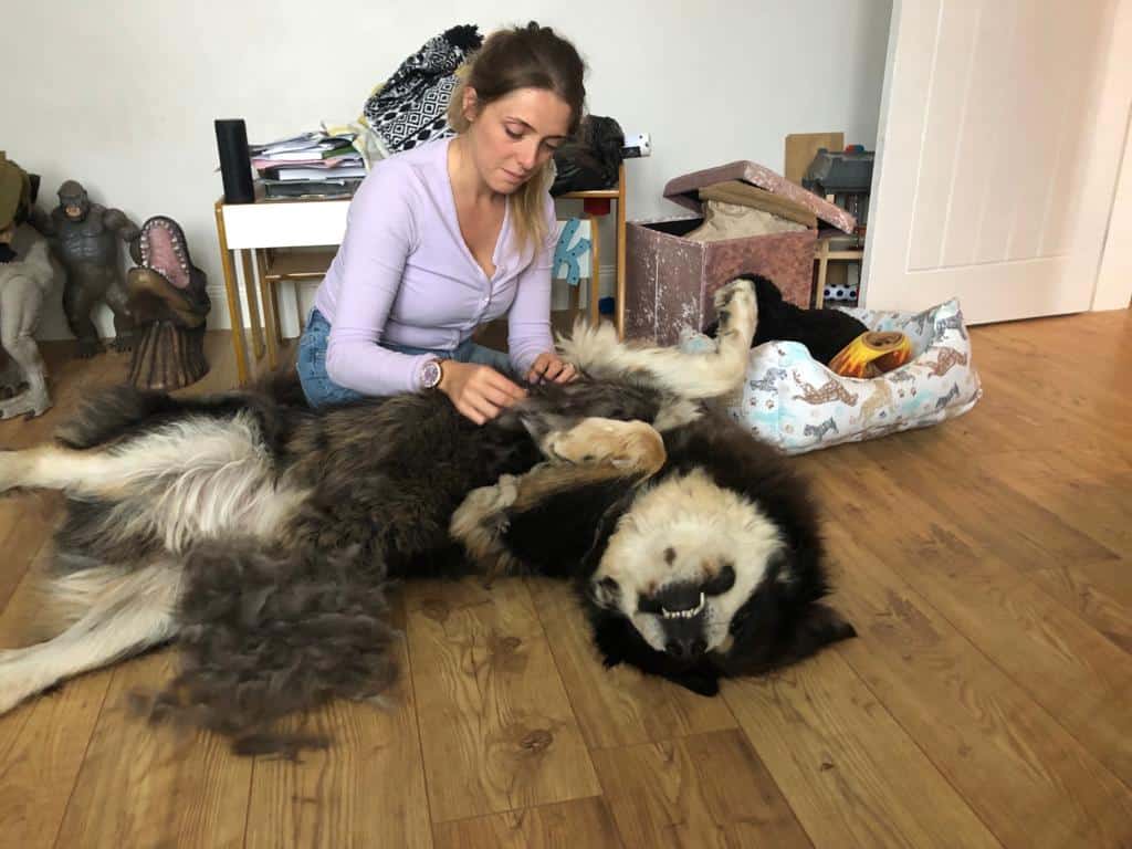 Stephanie Zikmann grooms a very relaxed Tibetan Mastiff on the floor