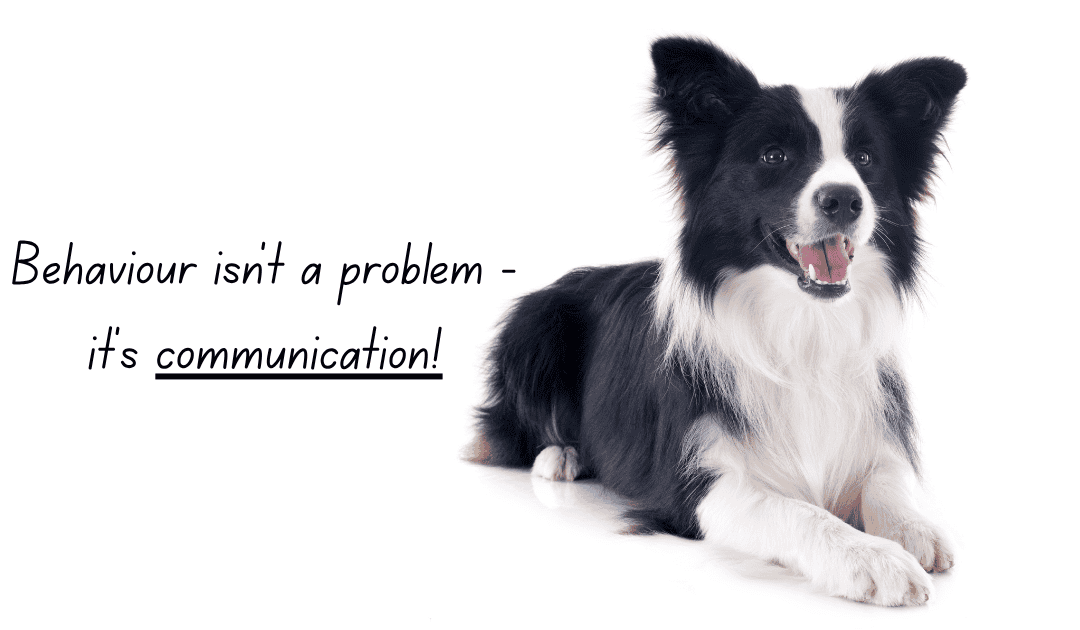 How To Stop Barking – Why Silencing the Behaviour Isn’t The Answer