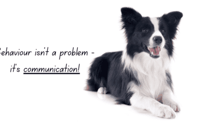 How To Stop Barking – Why Silencing the Behaviour Isn’t The Answer