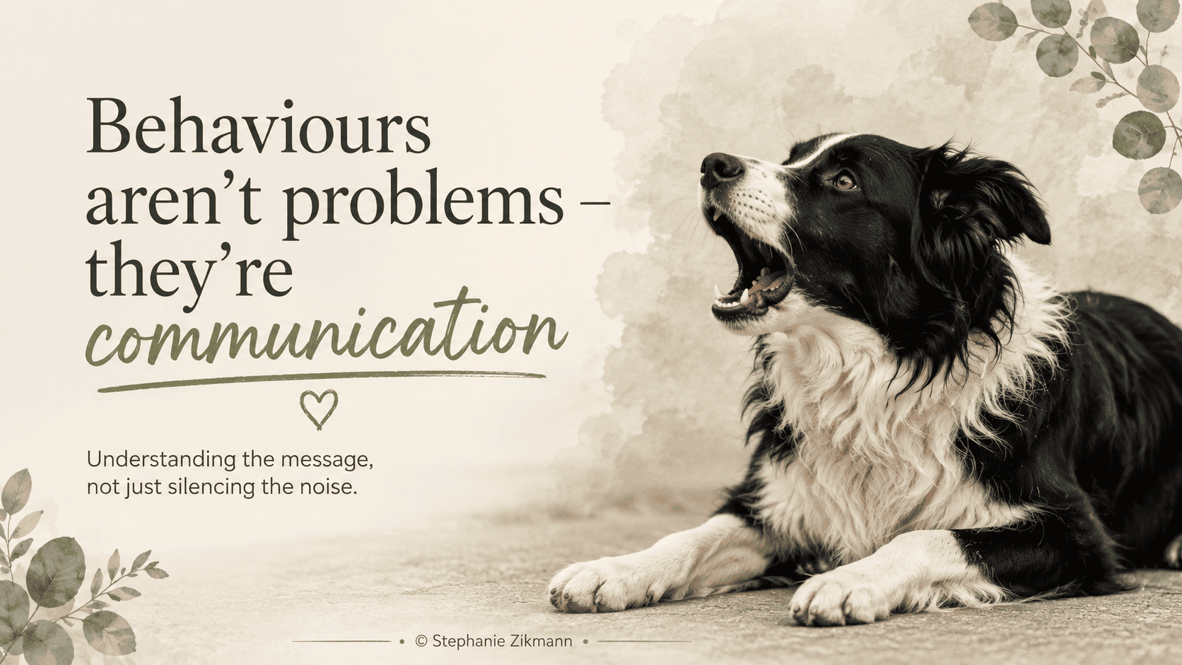 Border collie barking illustrating behaviour is communication, not problem behaviour, encouraging owners and professionals to understand why dogs communicate rather than simply trying to stop unwanted behavioue